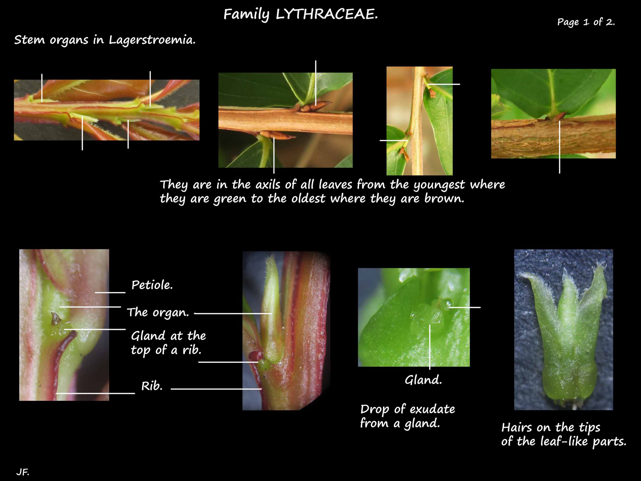 1 Lythraceae stem organs 1